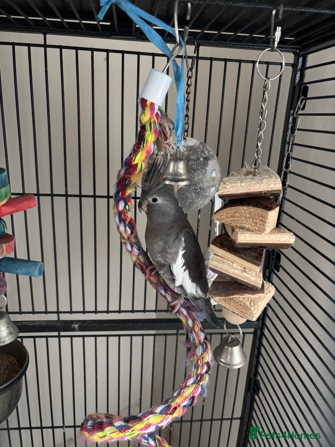 Cockatiels birds for sale: Female cockateel and cage  - Image 1