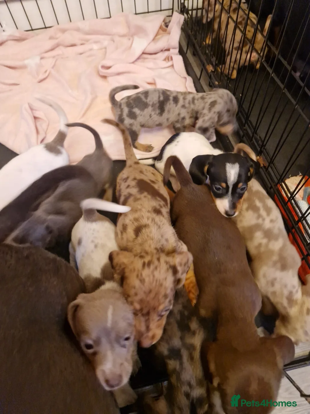 Miniature Dachshund dogs for stud: Chocolate tweed dapple mini daxy VERY EXPERIENCED in Bolton - Advert 12