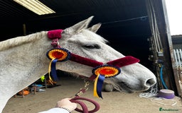 English Warmblood horses for sale: 16hh Schoolmistress  - Image 12