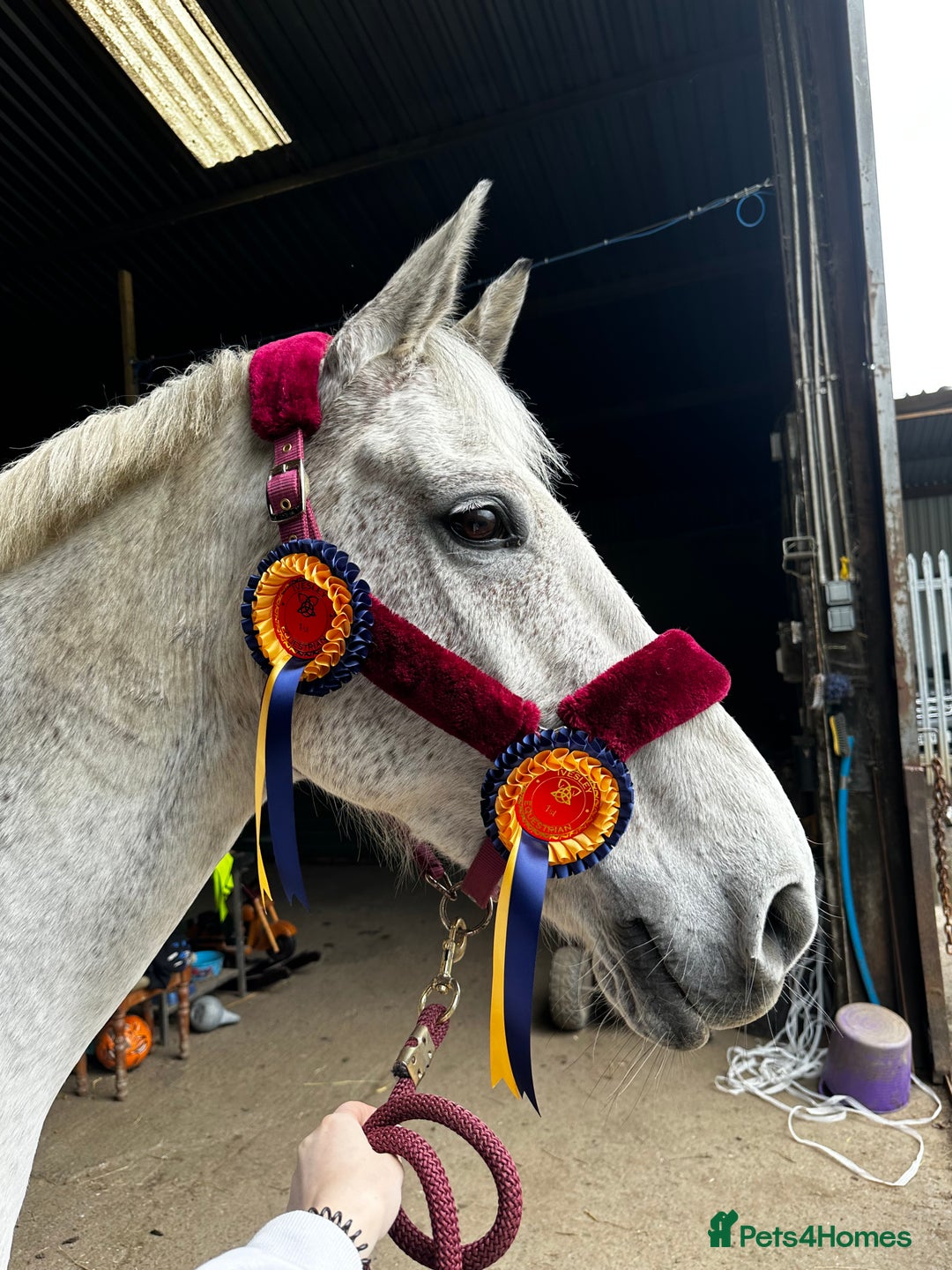 English Warmblood horses for sale: 16hh Schoolmistress  - Image 12