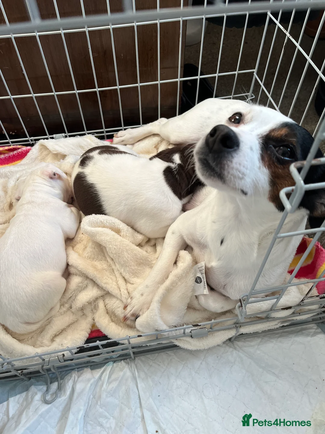 Jack Russell dogs for sale: Jack Russel puppy  in Lingfield - Advert 2