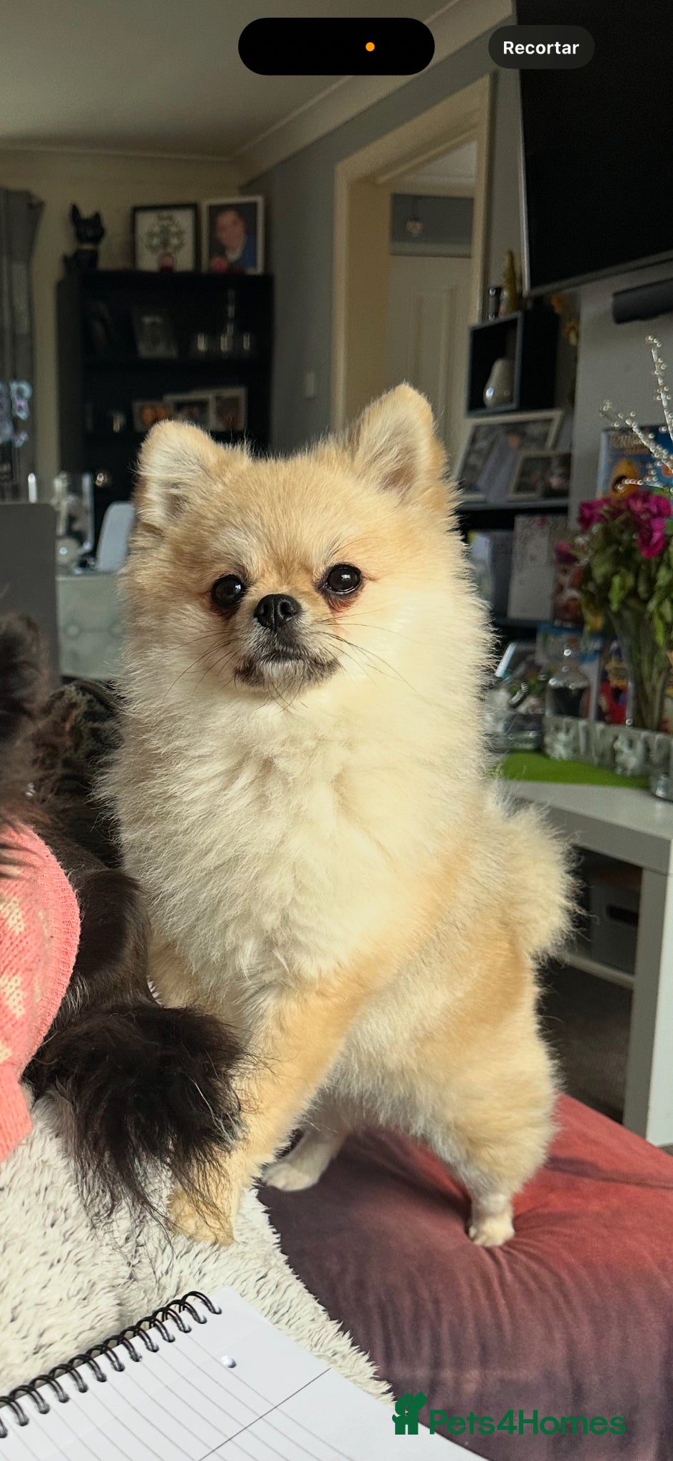 Pomeranian dogs Beautiful Pomeranian puppies  - Advert 2