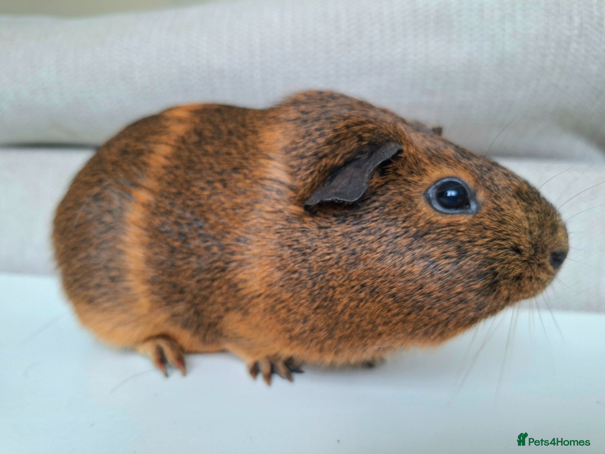 Guinea Pig rodents for sale: Female guinea pigs for sale. 2 Pairs - Advert 3