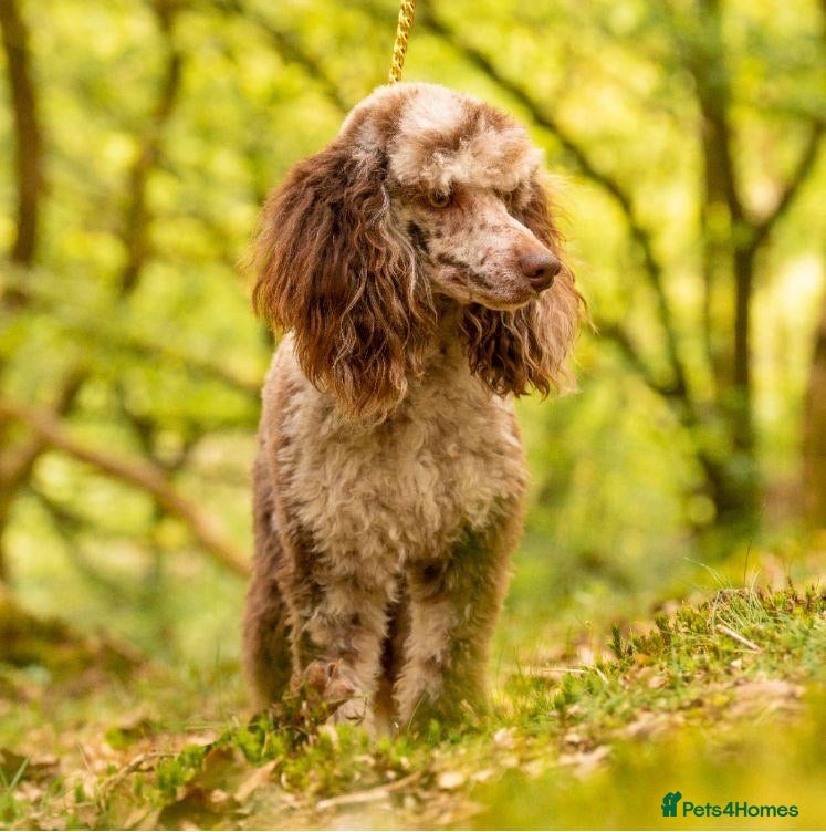 Poodle dogs Miniature rare chocolate merle health tested stud in Maesteg - Advert 2