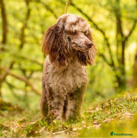 Poodle dogs Miniature rare chocolate merle health tested stud in Maesteg - Advert 2