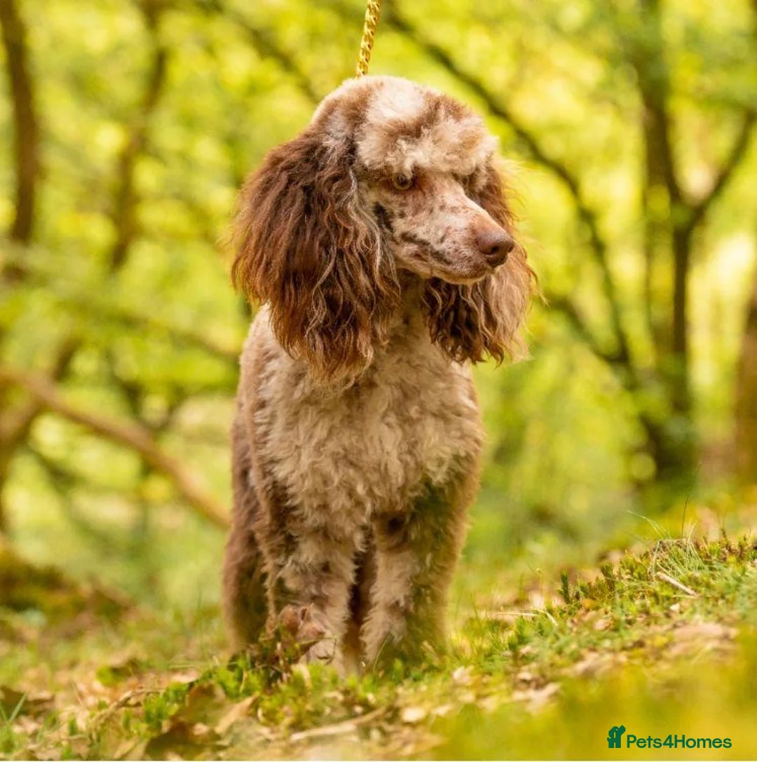 Poodle dogs for stud: Miniature rare chocolate merle health tested stud in Maesteg - Advert 1
