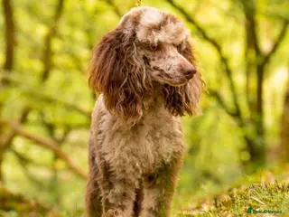 Poodle dogs Miniature rare chocolate merle health tested stud in Maesteg - Advert 19
