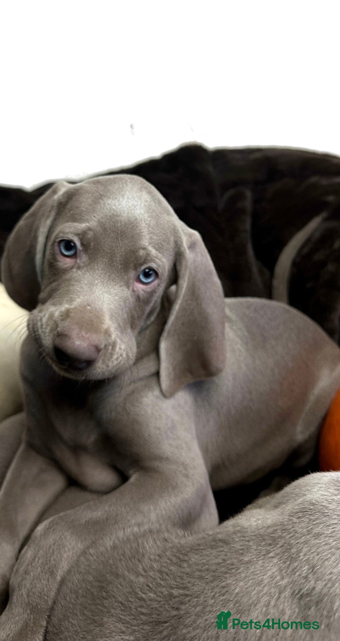 Weimaraner dogs for sale: Stunning Weimaraner pups (KC Registered pedigree)  - Image 9