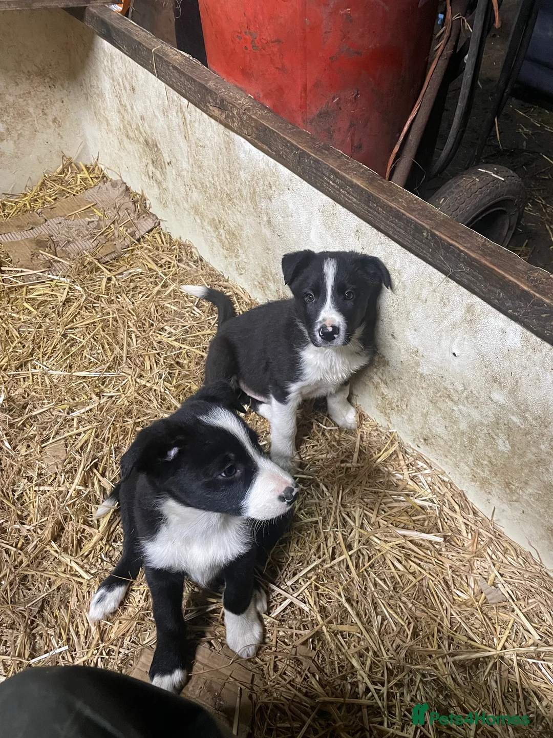 Border Collie dogs for sale: Border Collie Puppies  in Alston - Advert 3