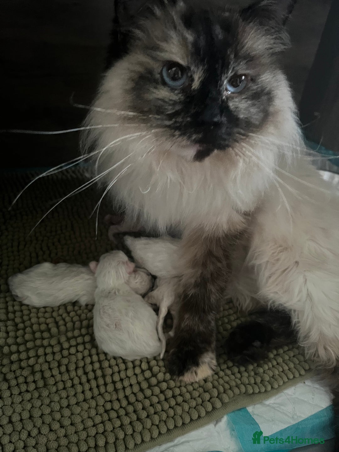 Ragdoll cats for sale: Cream point boy ready now in Lincoln - Image 5