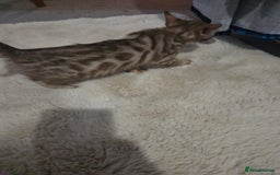Bengal cats for sale:  1 stunning male bengal kitten (reduced price) - Image 19
