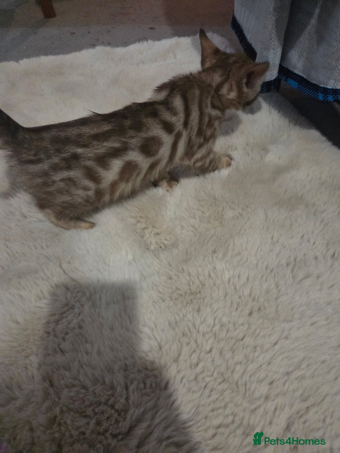 Bengal cats for sale:  1 stunning male bengal kitten (reduced price) - Image 19