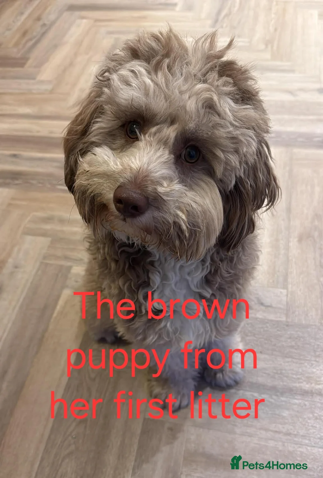Cavapoo dogs for sale: Beautiful cavapoo in Egremont - Advert 2