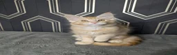 Maine Coon cats for sale: Male Maine coon kittens  - Advert 7