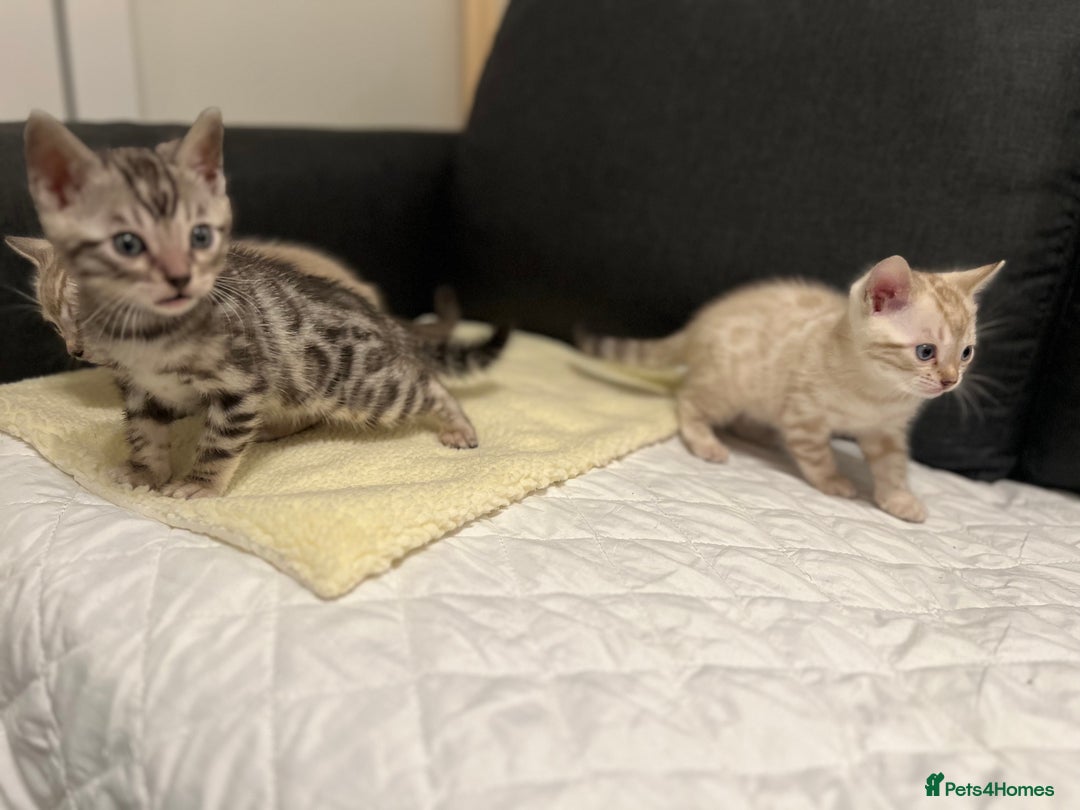 Bengal cats for sale: 🐾 TICA Registered Bengal Kittens  - Advert 17