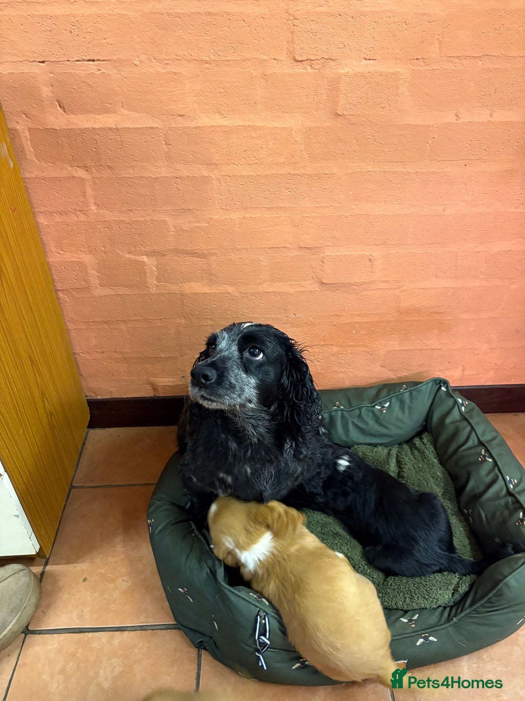 Cocker Spaniel dogs for sale: Cocker spaniels  - Image 20
