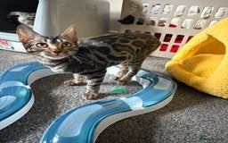 Bengal cats for sale: *CHARCOAL BENGAL FEMALE* - Image 3