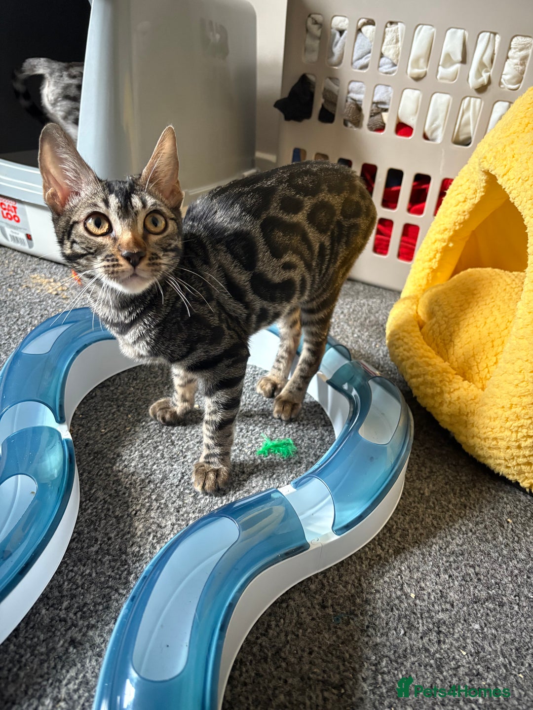 Bengal cats for sale: *CHARCOAL BENGAL FEMALE* - Image 3