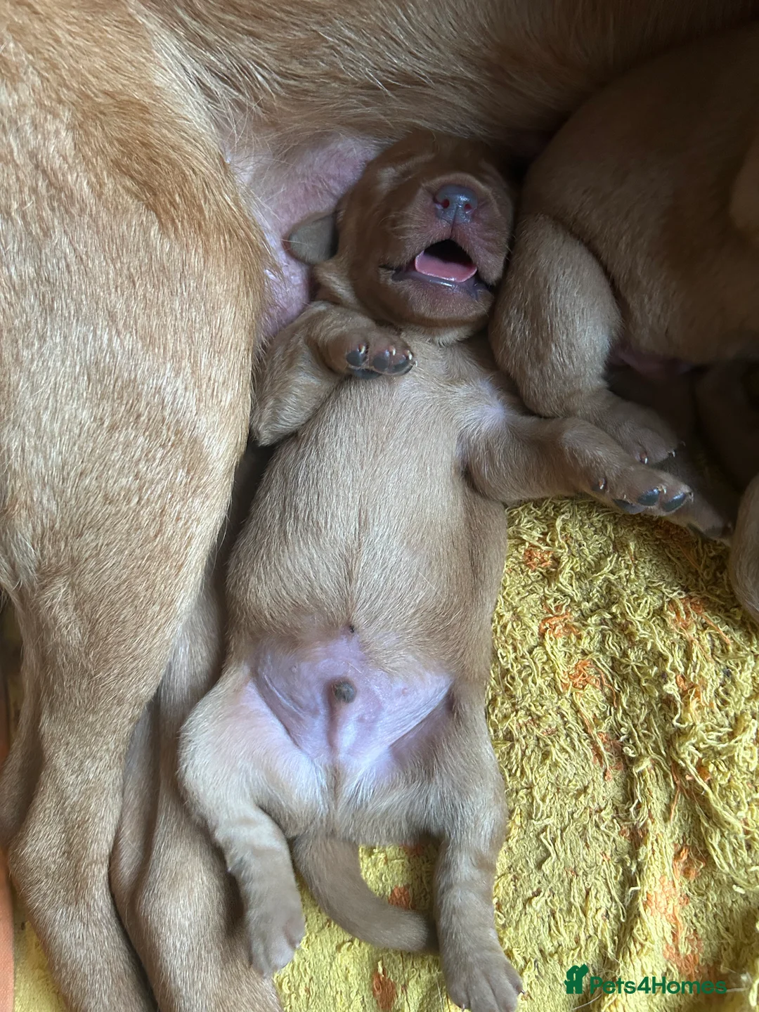 Labrador Retriever dogs for sale: Labrador puppies.  - Advert 11