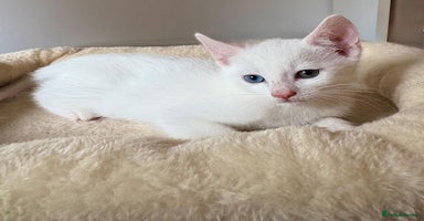 Mixed Breed cats - Advert 12