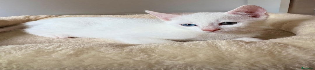 Casper