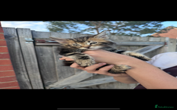 Mixed Breed cats for sale: Maine coon mixed kittens - Image 6