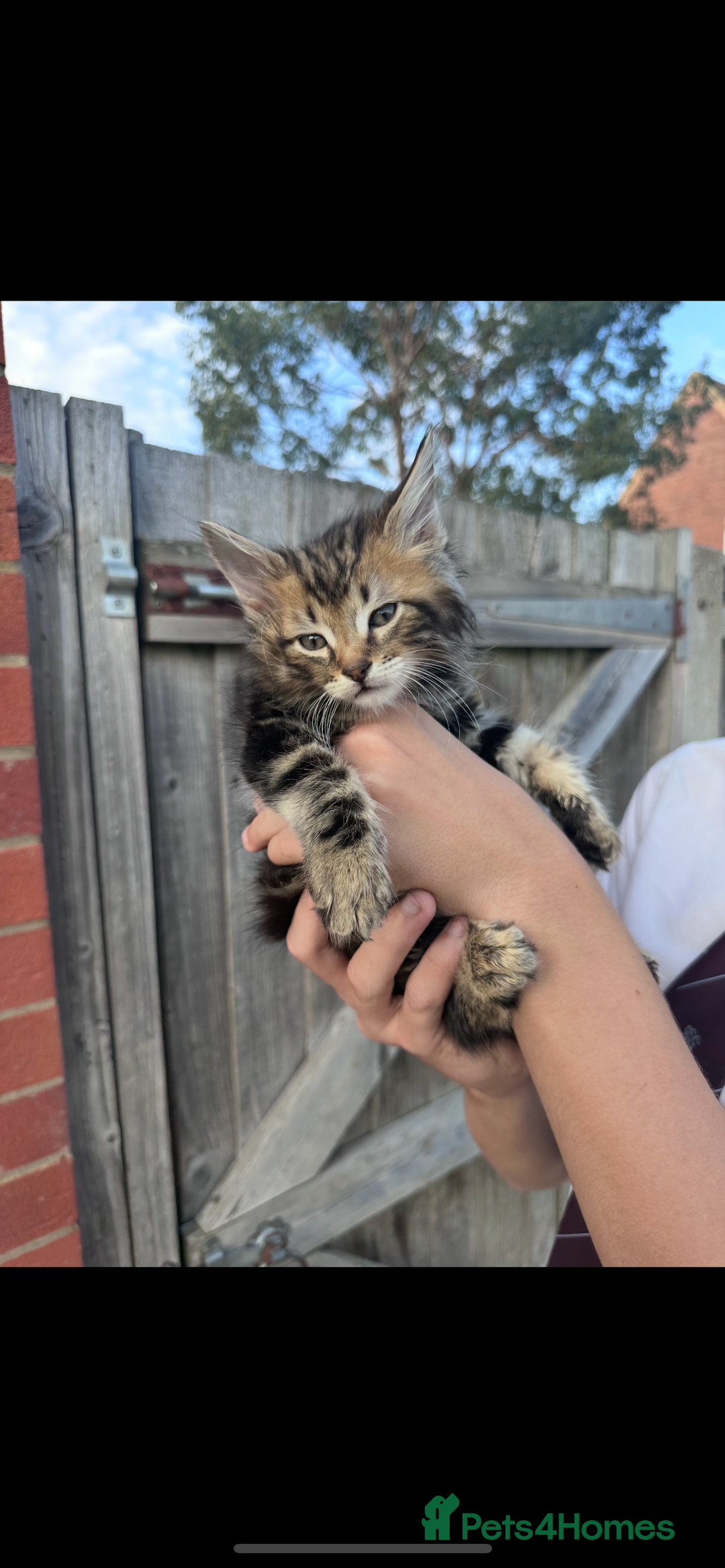 Mixed Breed cats for sale: Maine coon mixed kittens - Image 6