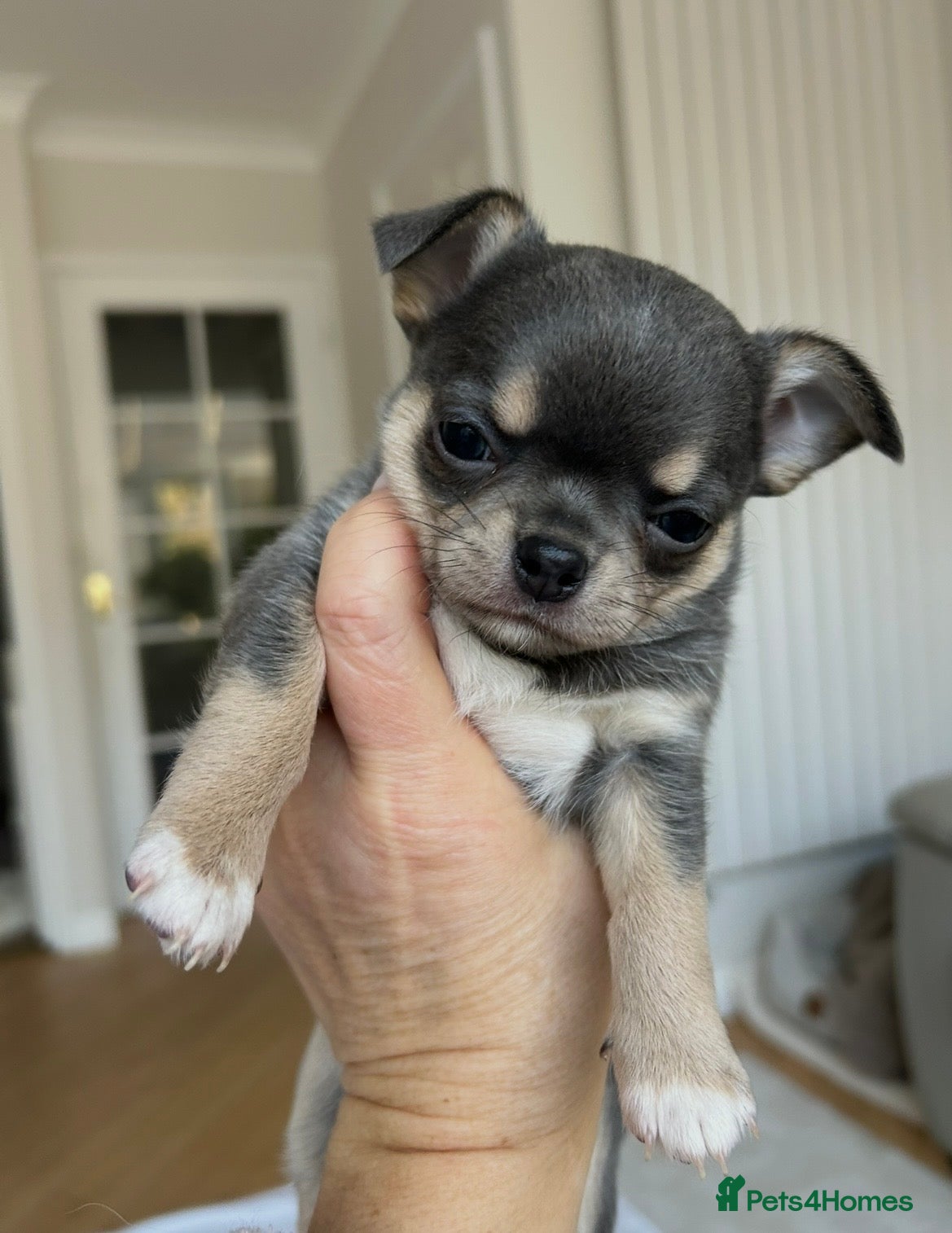 Chihuahua dogs Male Blue tan and white KC reg puppy for sale..  - Advert 7
