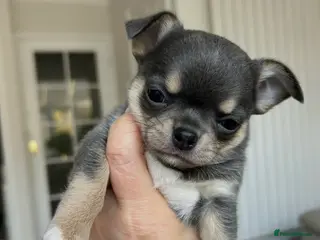 Chihuahua dogs Male Blue tan and white KC reg puppy for sale.. - Advert 7