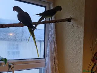 Parrots birds 2 x alexandrine parrots - Advert 18