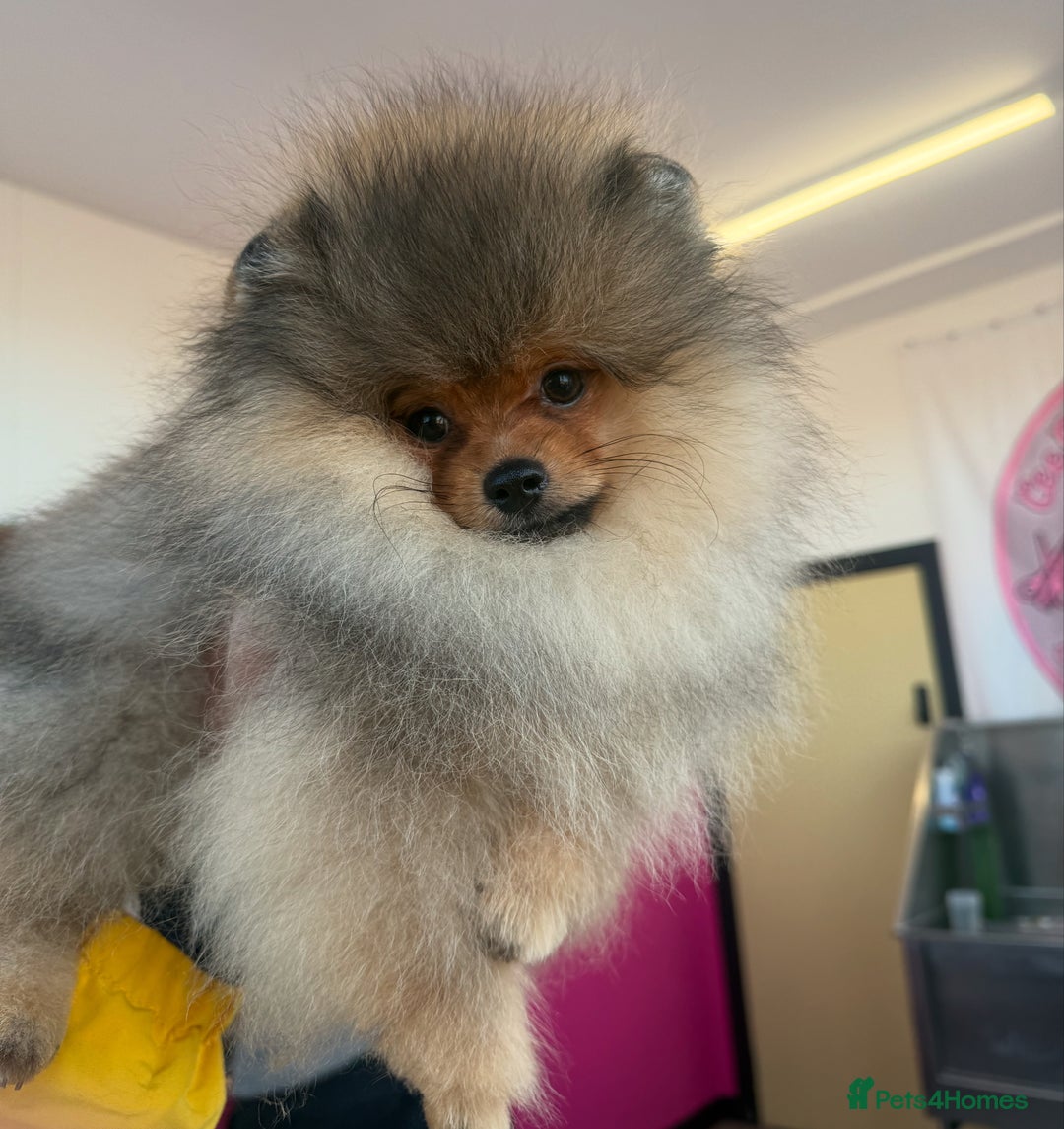 Pomeranian dogs for sale: orange Pomeranian puppy - Advert 2