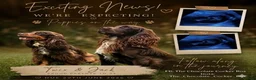 Cocker Spaniel dogs for sale: Liver (Chocolate) Working Cocker Spaniel Puppies  in Stourbridge - Advert 1