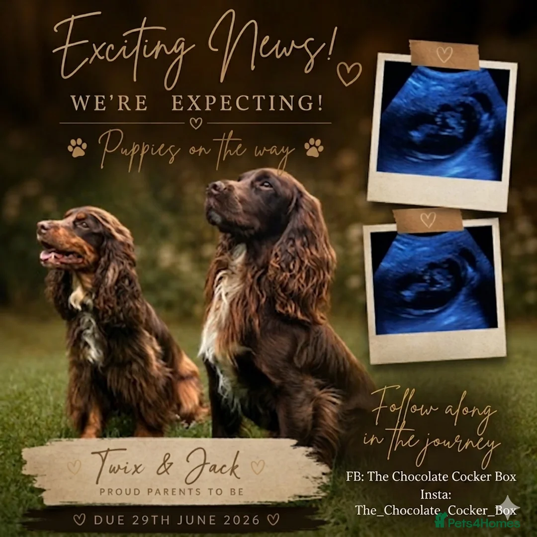 Cocker Spaniel dogs for sale: Liver (Chocolate) Working Cocker Spaniel Puppies  in Stourbridge - Advert 1
