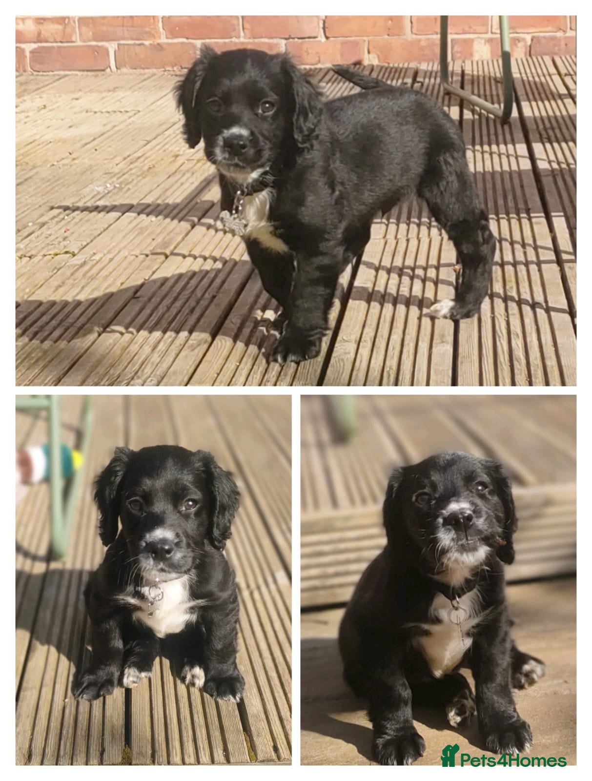 Mixed Breed dogs 11 week old Cocker spaniel  - Advert 4