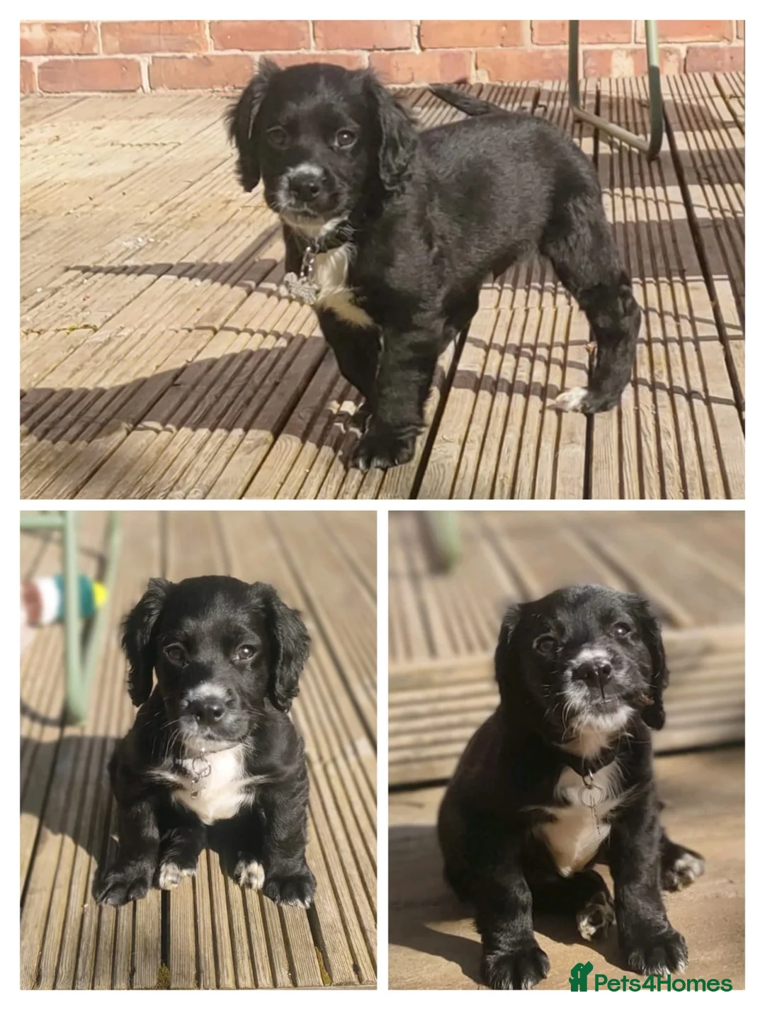 Mixed Breed dogs for sale: 11 week old Cocker spaniel  - Advert 1