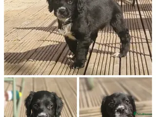 Mixed Breed dogs 11 week old Cocker spaniel - Advert 4