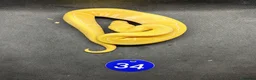 Python Snake reptiles for sale: Royal pythons  - Advert 15