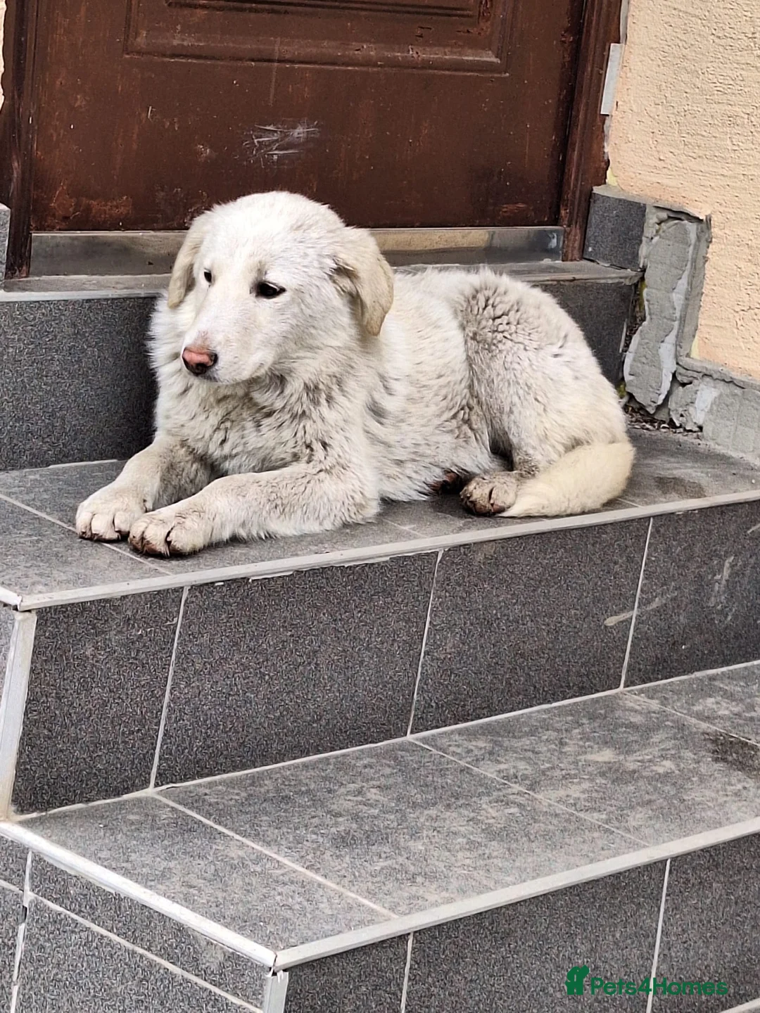 Mixed Breed dogs for adoption: 🐾 Meet SNOWY… a Lovely Girl for a Loving Home - Advert 2