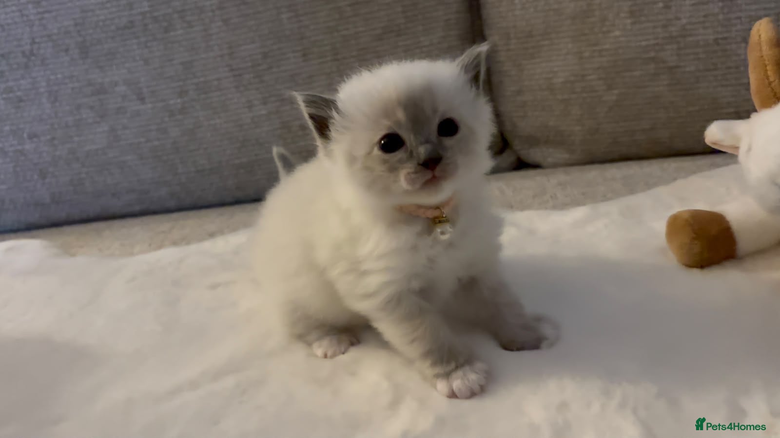 Ragdoll cats Ragdoll Babies ❤️ - Advert 9