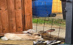 Angora rabbits for sale: Angora Doe - Image 1