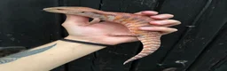 Skink reptiles for sale: Northern Blue Tongue Skink babies - Advert 1