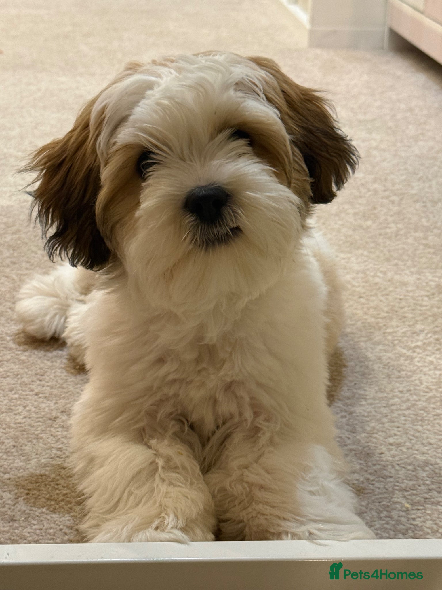 Mixed Breed dogs Woody  - Advert 1