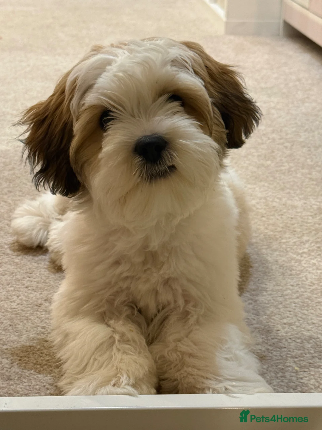 Mixed Breed dogs for sale: Woody  in Manchester - Advert 1