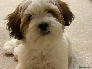 Mixed Breed dogs Woody - Advert 1