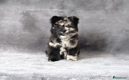 Siberian Husky dogs for sale: Stunning exotic colour chowsky puppies for sale - Image 9