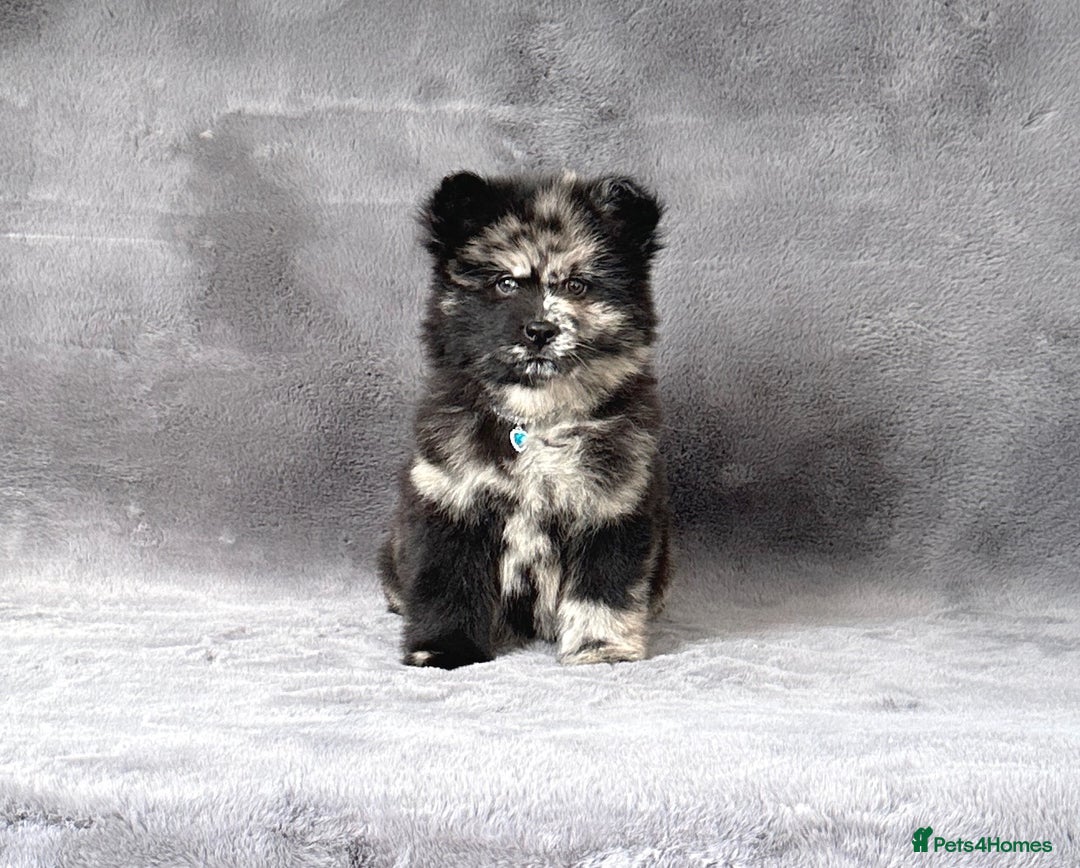 Siberian Husky dogs for sale: Stunning exotic colour chowsky puppies for sale - Image 9