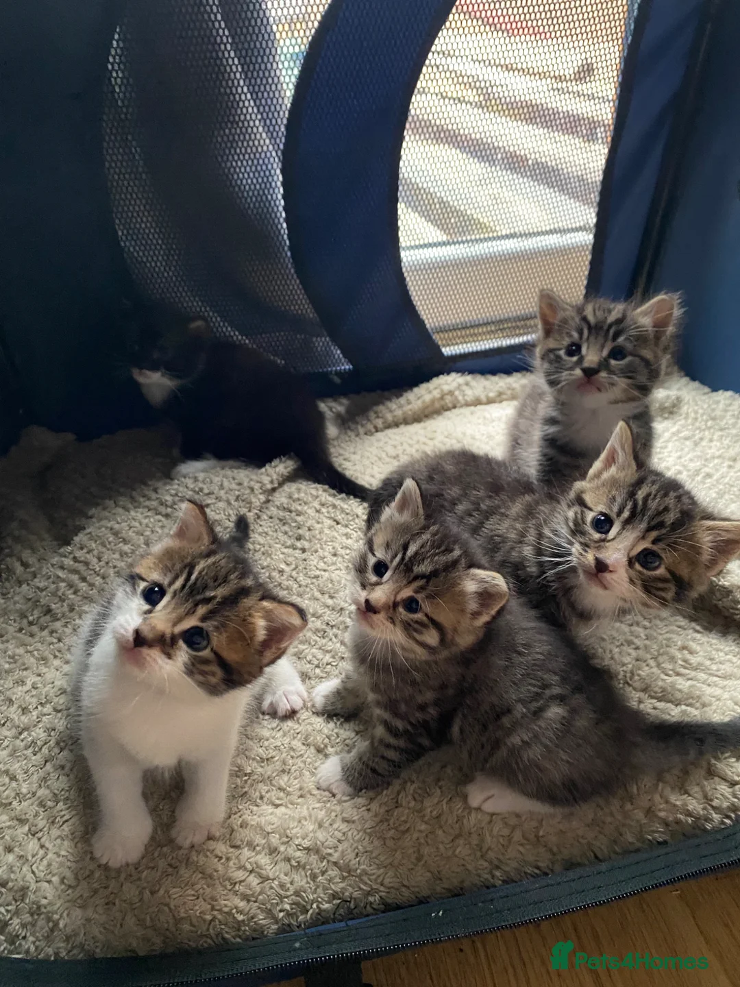 Mixed Breed cats for sale: 4 playful mixed kittens looking for forever homes - Advert 11