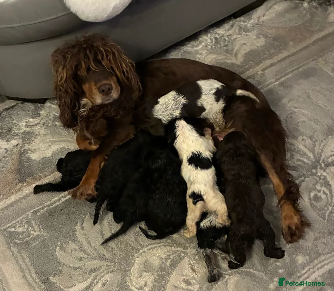 Cocker Spaniel dogs for sale: Cocker spaniel puppies  - Advert 8