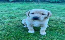 Labrador Retriever dogs for sale: Labrador Retriever Puppies, one male available.  - Image 4
