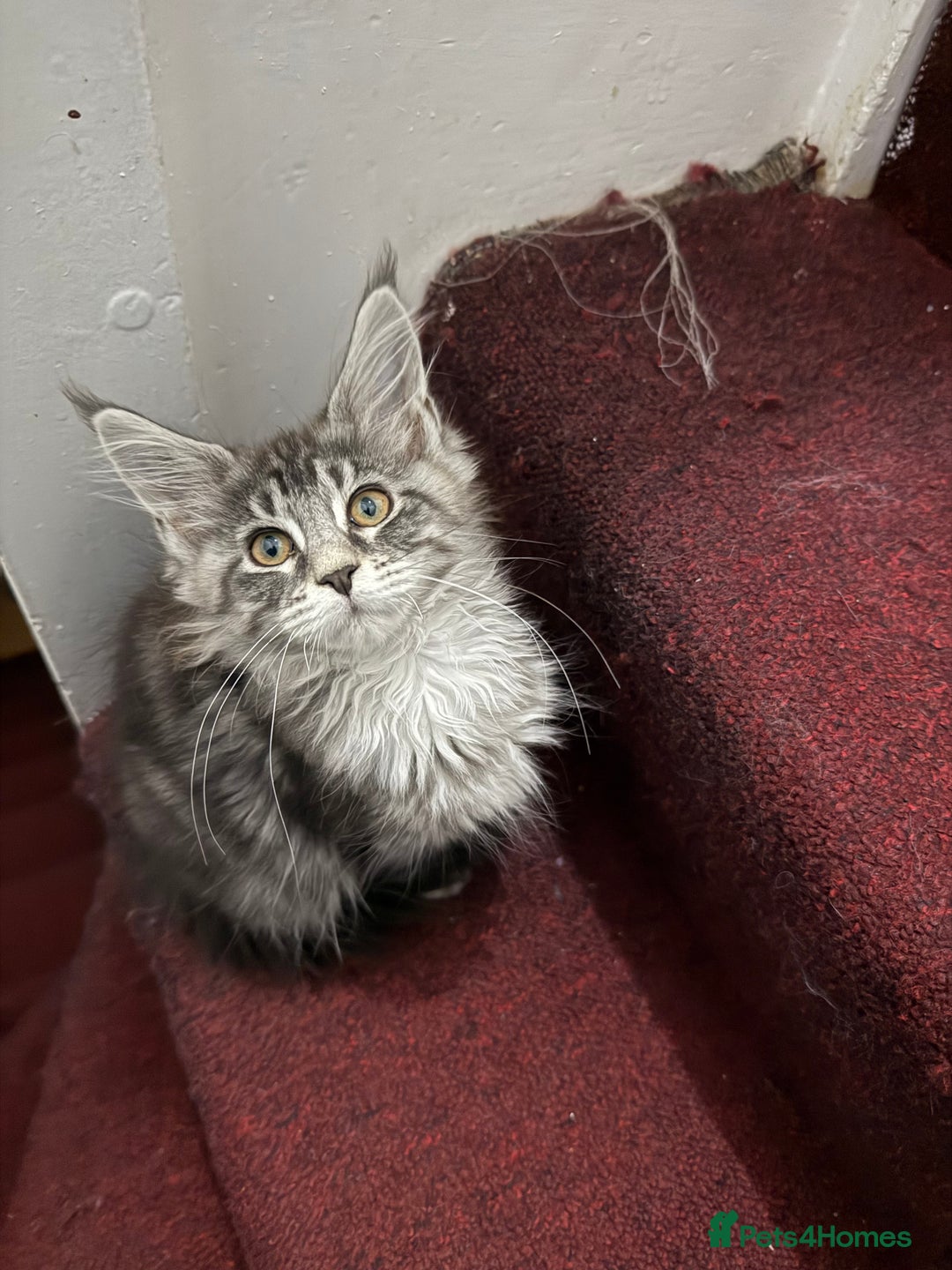 Maine Coon cats for sale: Maine Coon Kittens in Greenford - Image 25